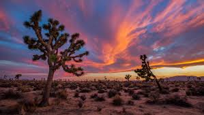 Top 10 Most Picturesque Sunsets and Sunrises in the WorldJoshua Tree Sunset