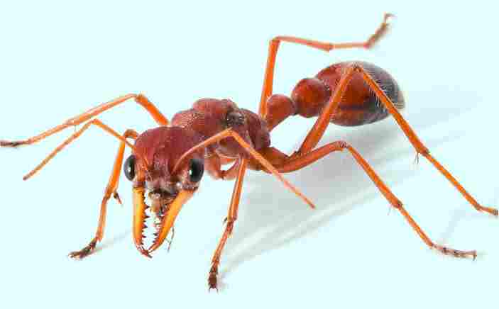 Top 10 Most Dangerous Ants in the World