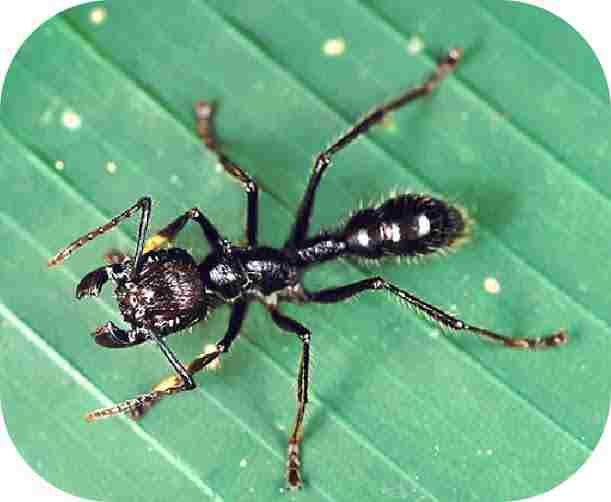 Top 10 Most Dangerous Ants in the World