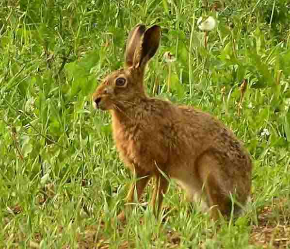  Brown Hare