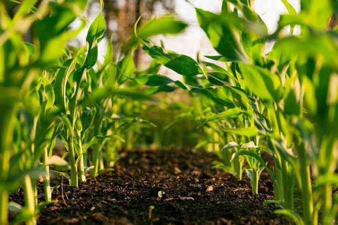 Top 10 Agriculture Business Ideas in 2023Organic Agriculture