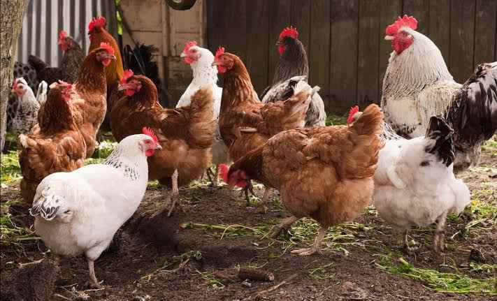 Top 10 Agriculture Business Ideas in 2023Poultry Production
