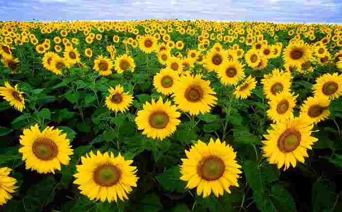 Top 10 Agriculture Business Ideas in 2023Sunflower Agriculture